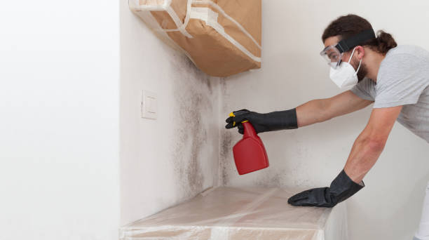 Professional Mold Removal technician working in Hyde Park, MA